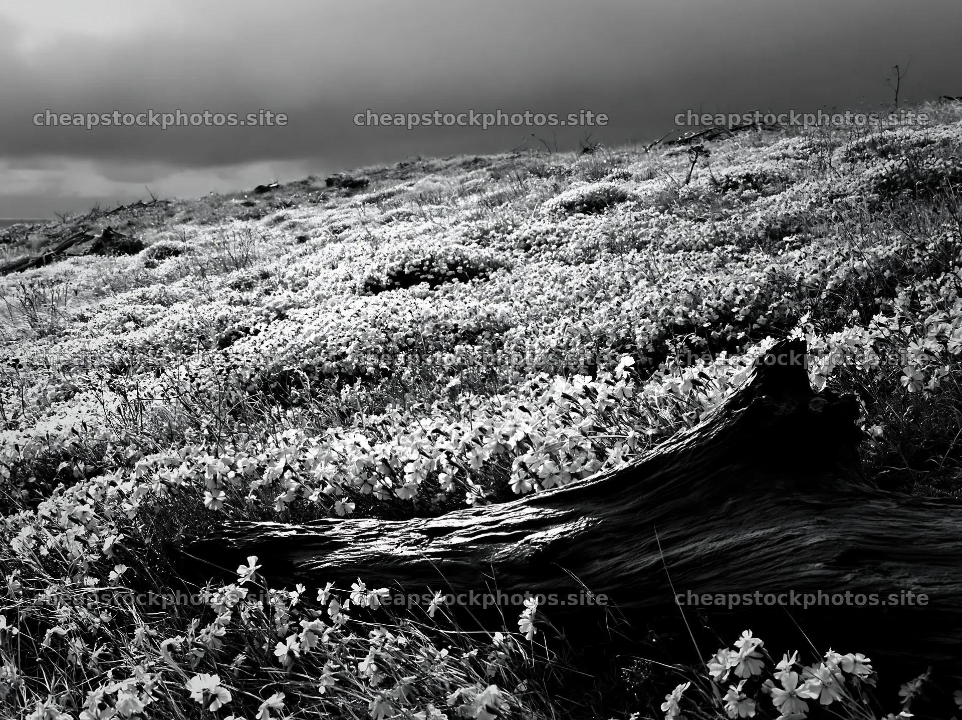 Chiba coastal climate meadow driftwood foreground – stock photos 9174x6866