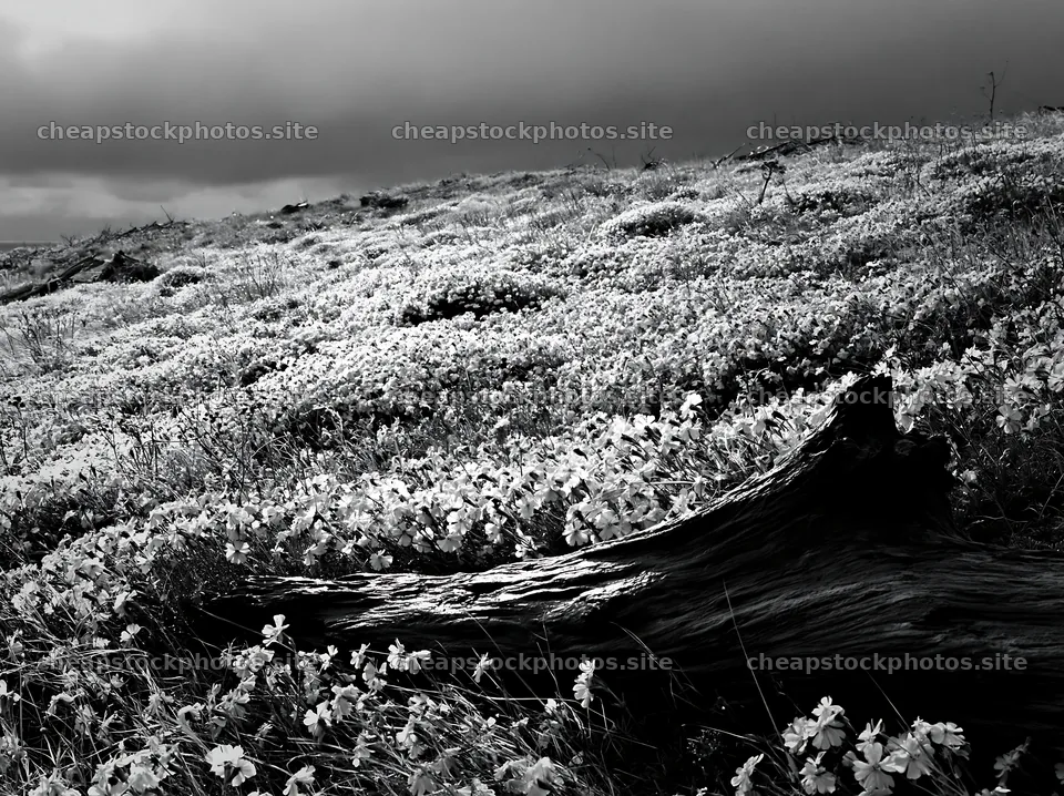 Chiba coastal climate meadow driftwood foreground – stock photos 9174x6866