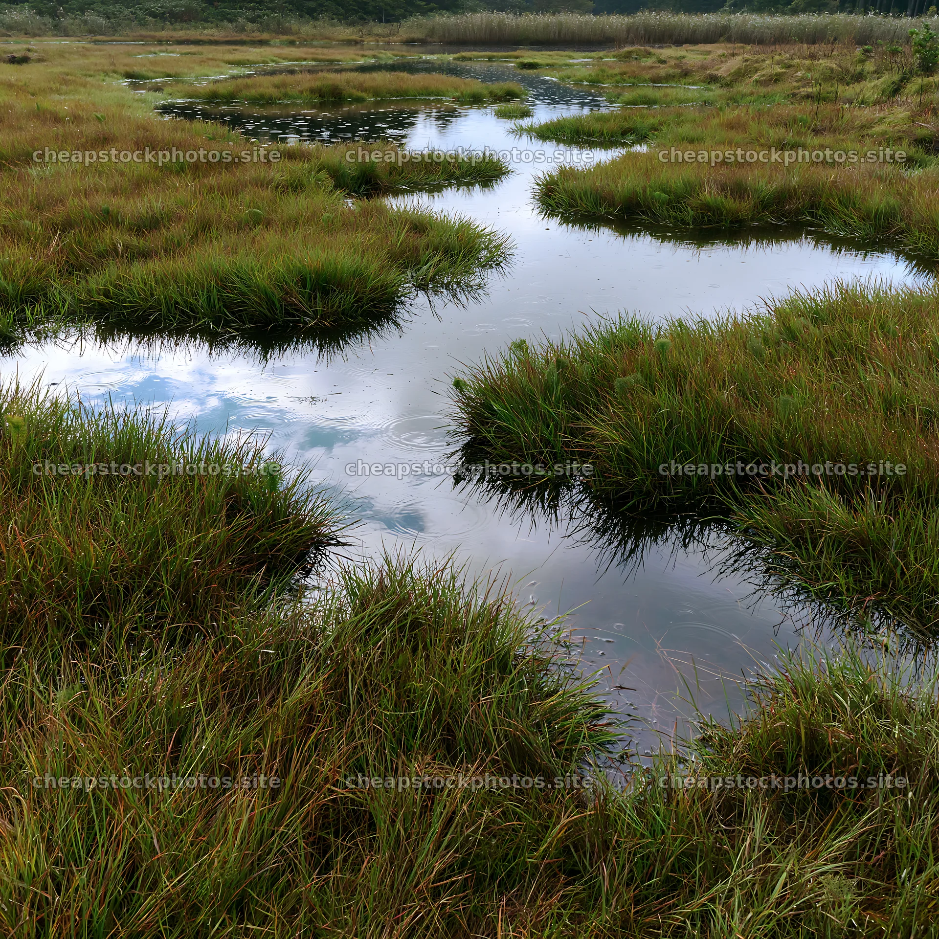 Fukui native grass meadow rain droplets create reflections – stock photos 7938x7938