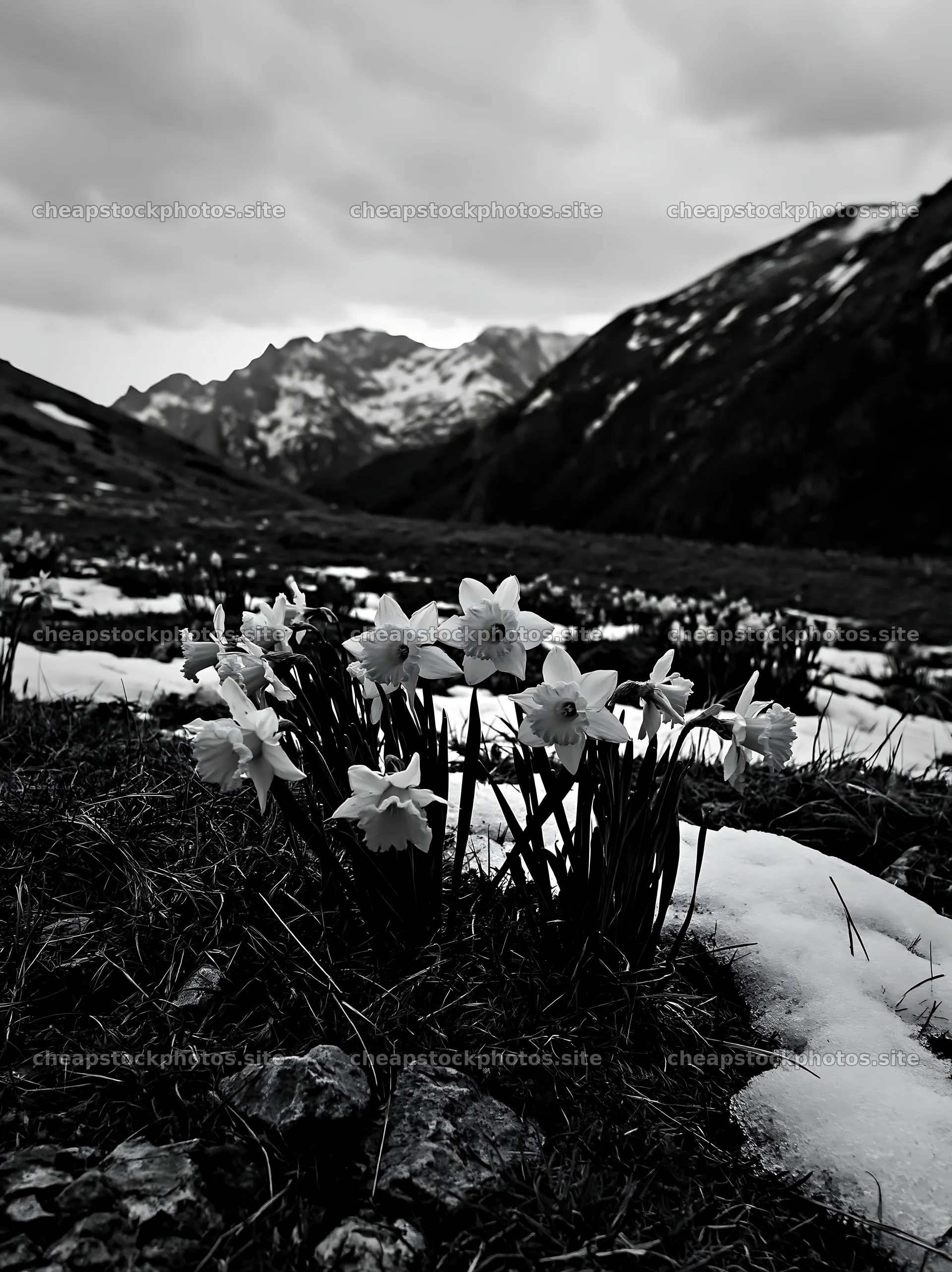 Snowy highland meadow with blooming daffodils in the foreground – stock photos 6866x9174