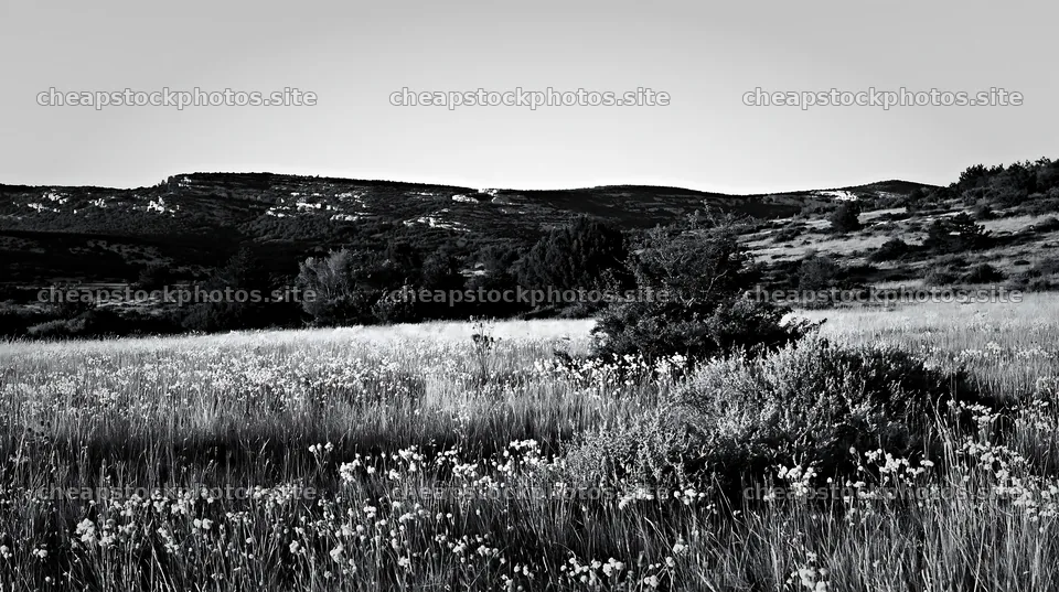 Meadow with seedheads under a clear sky in black and white – stock photos 10608x5938
