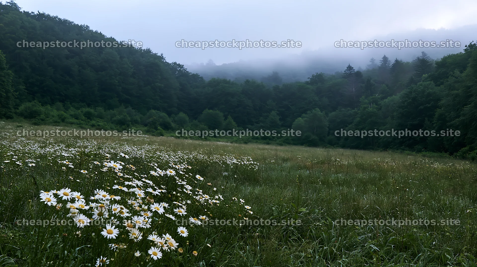 Meadow flowers at forest edge in misty morning – stock photos 10608x5938
