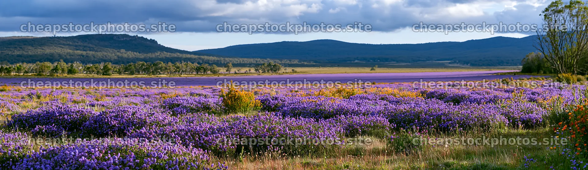 Vast lavender meadow under cloudy skies in spring – stock photos 14762x4268