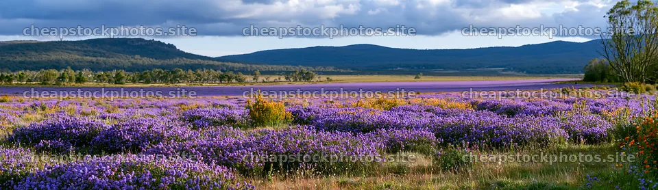 Vast lavender meadow under cloudy skies in spring – stock photos 14762x4268