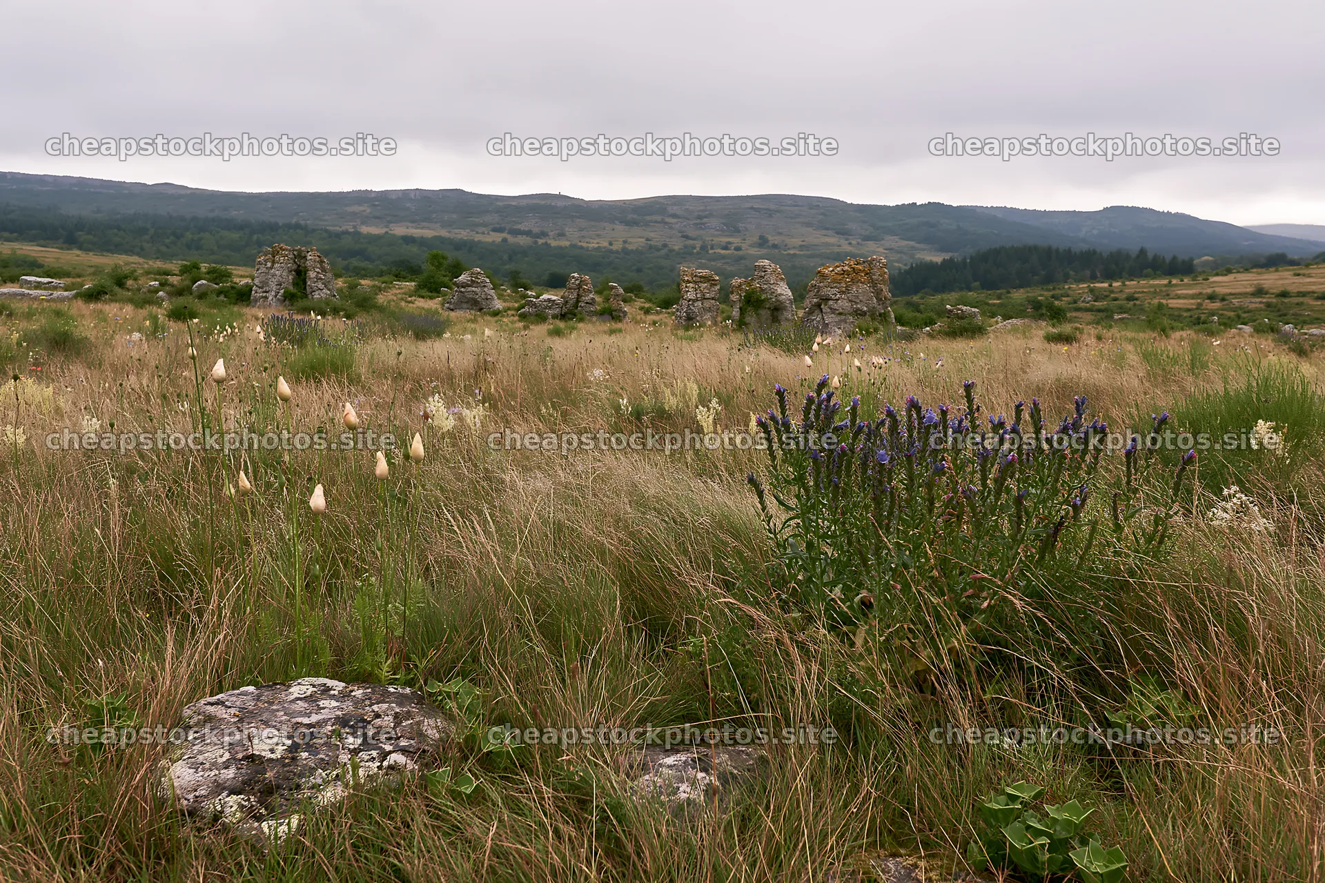 Poppy viper's-bugloss meadow with ruins in a grassy landscape – stock photos 9722x6480