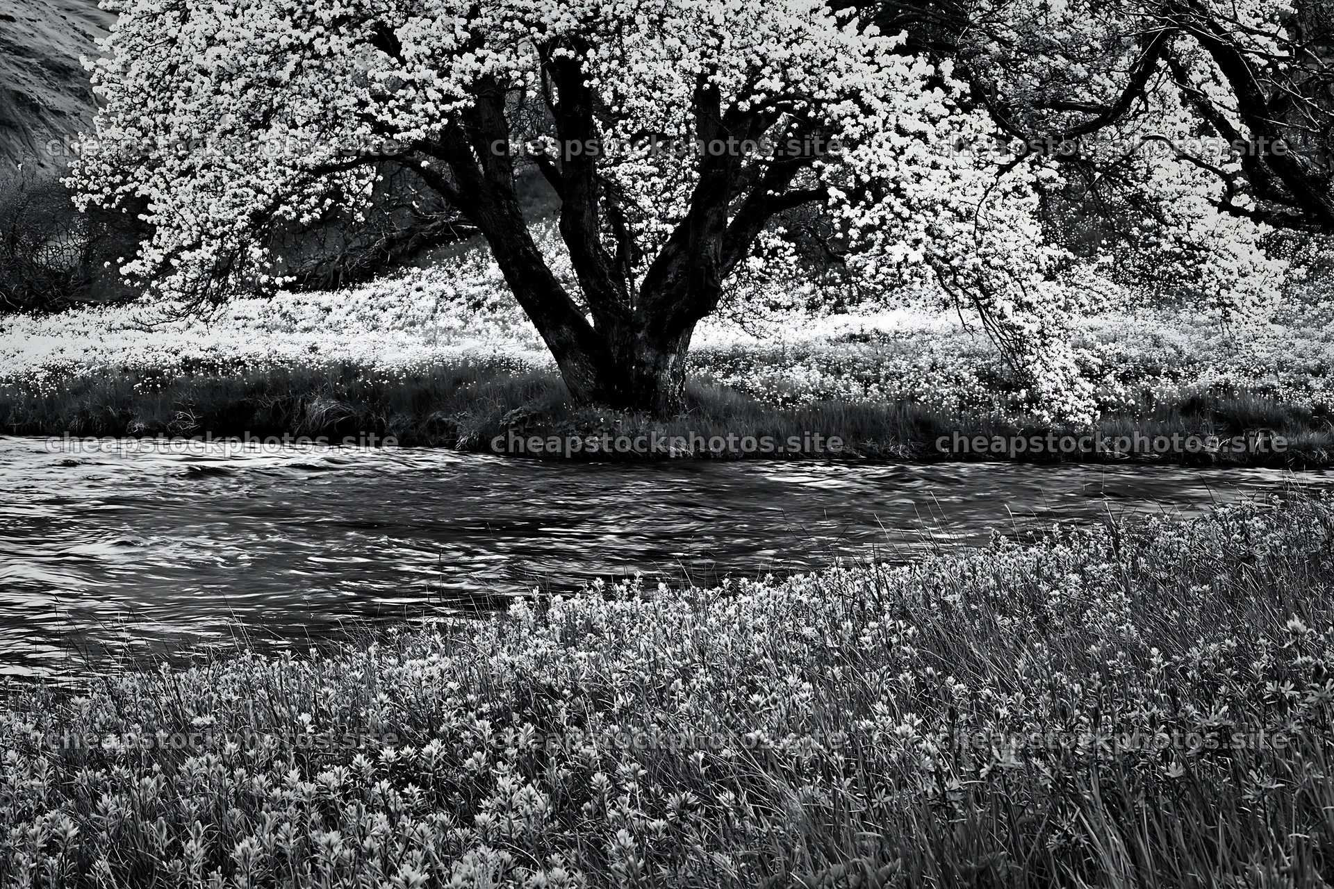 Colorful Easter meadow with a tree near a flowing stream – stock photos 9722x6480