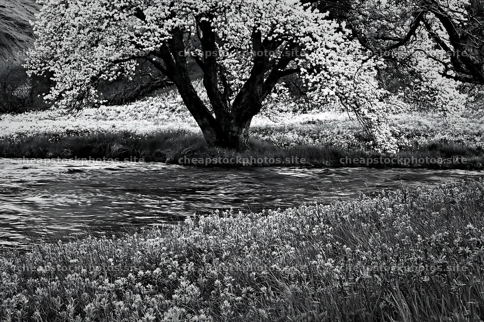 Colorful Easter meadow with a tree near a flowing stream – stock photos 9722x6480