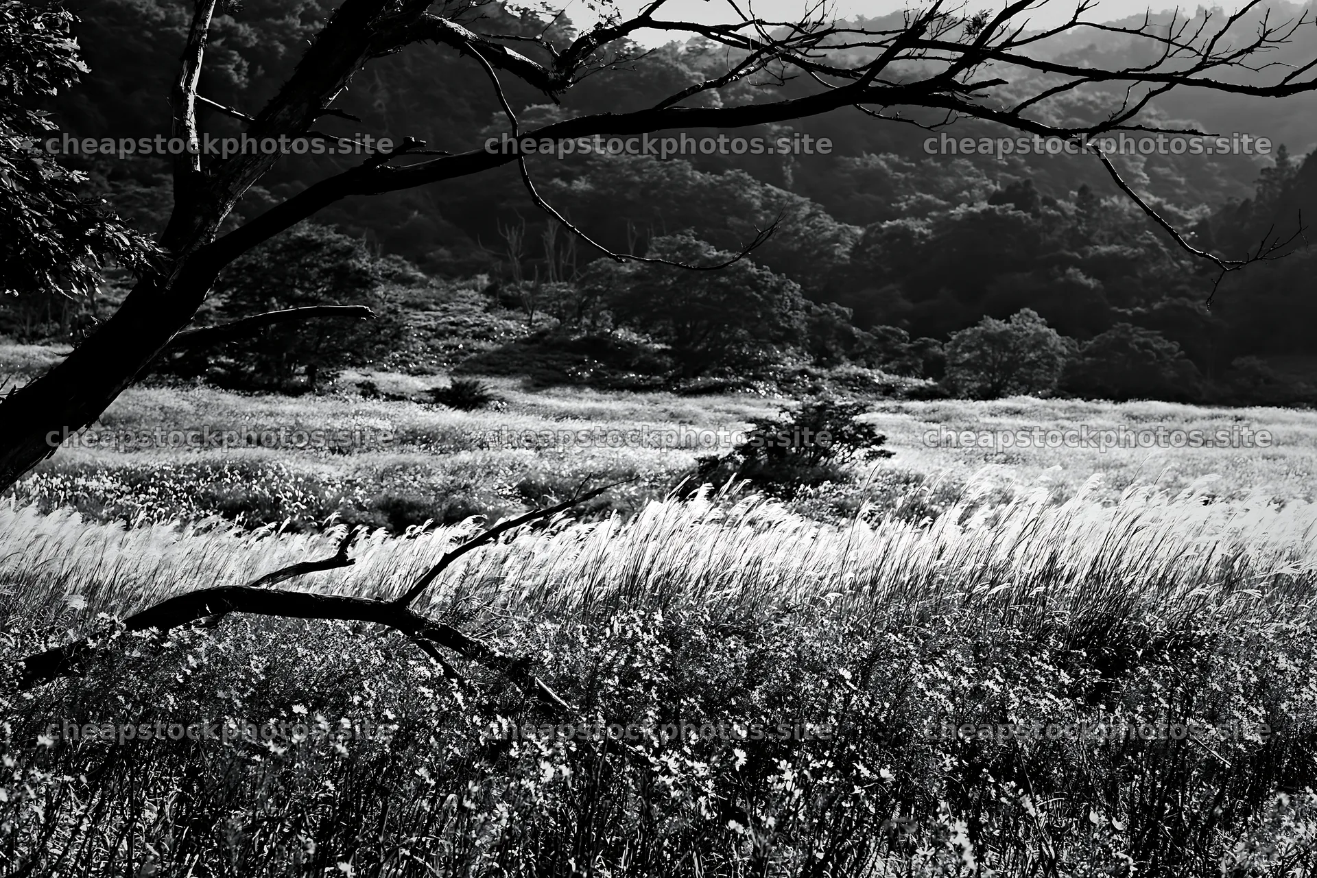Yamagata rewilded meadow with fallen branch in the foreground – stock photos 9722x6480