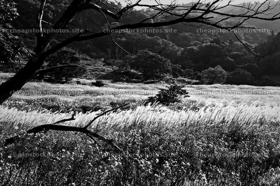 Yamagata rewilded meadow with fallen branch in the foreground – stock photos 9722x6480