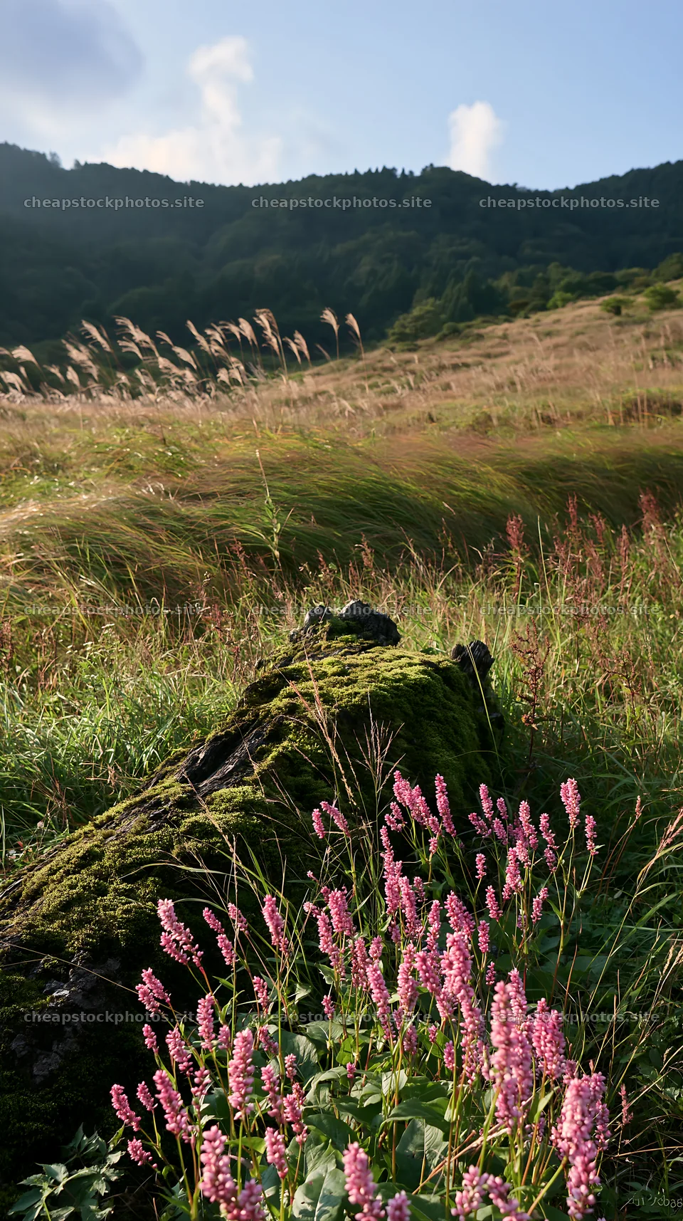 Gifu low carbon meadow with mossy log and pink flowers – stock photos 5938x10608