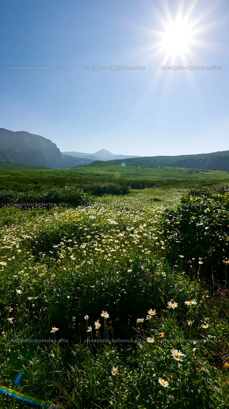 Daisetsuzan alpine meadow with sunlight and wildflowers – stock photos 5938x10608