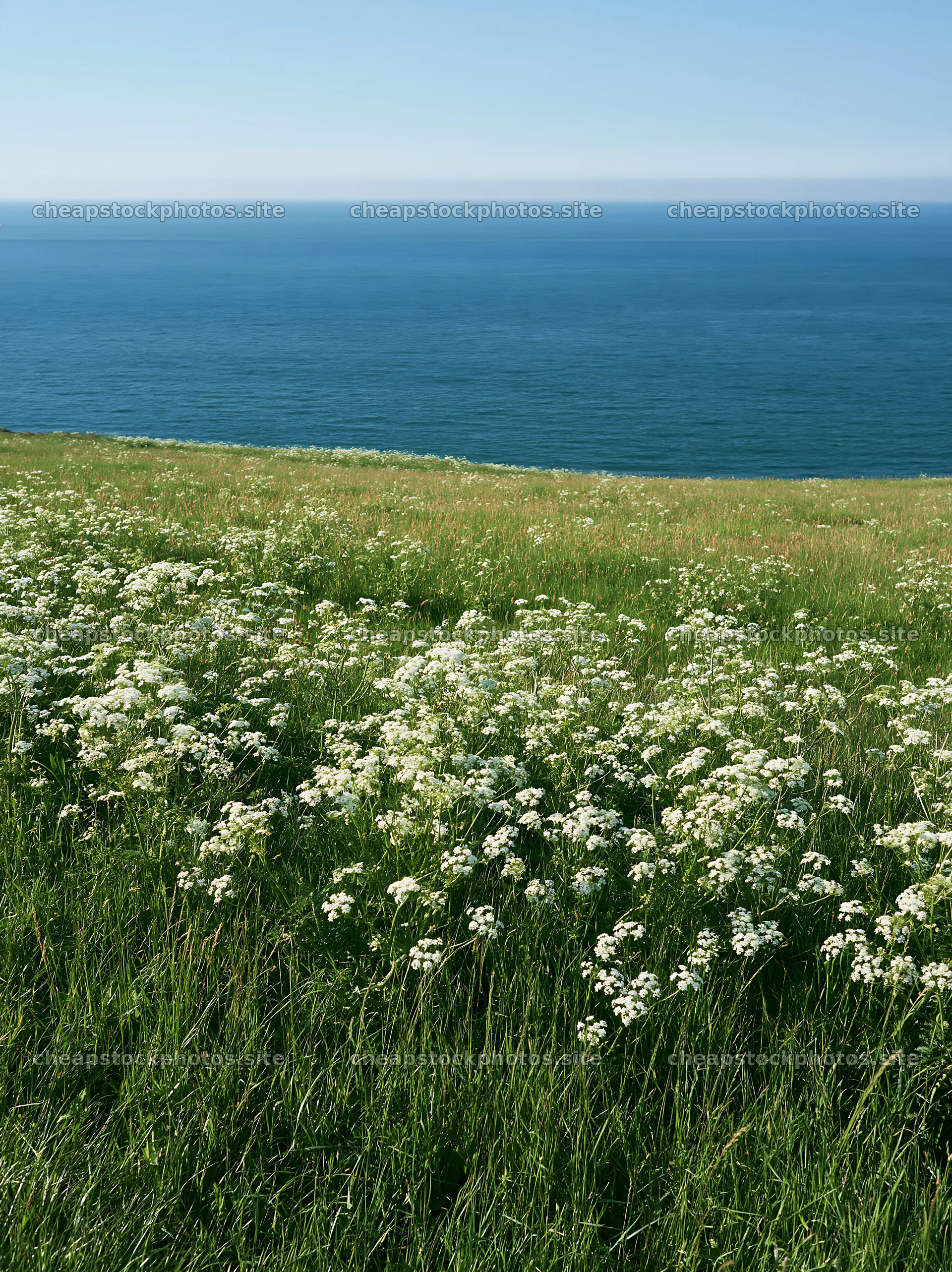 Sunny spring cow parsley meadow by the ocean – stock photos 6866x9174