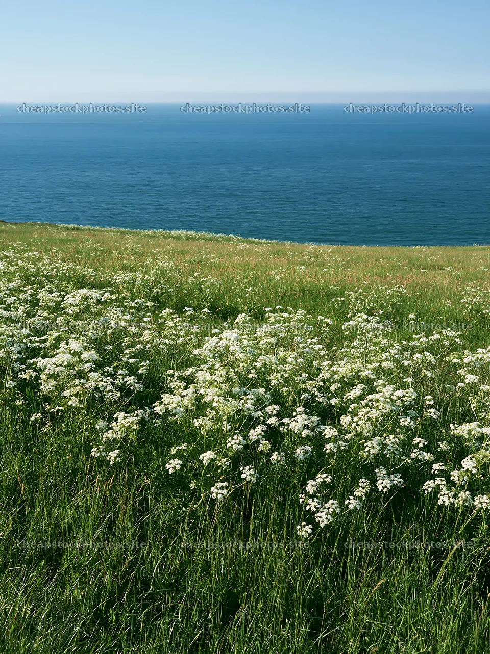 Sunny spring cow parsley meadow by the ocean – stock photos 6866x9174