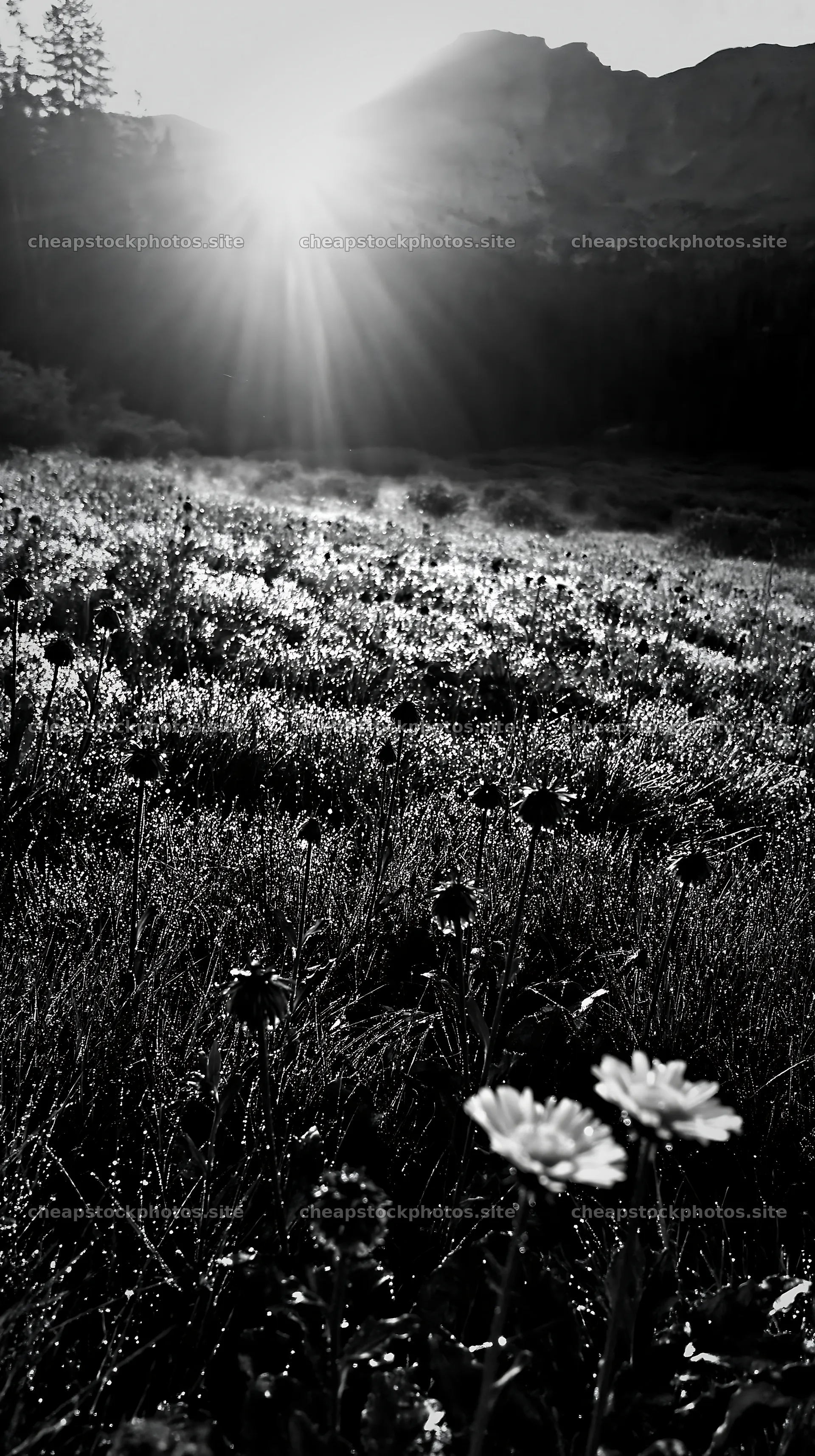 Rain soaked meadow editorial photo with sunlight shining – stock photos 5938x10608