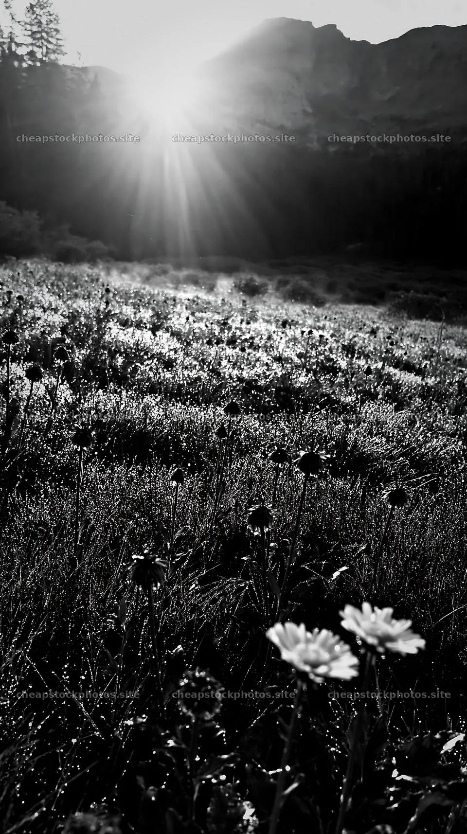 Rain soaked meadow editorial photo with sunlight shining – stock photos 5938x10608