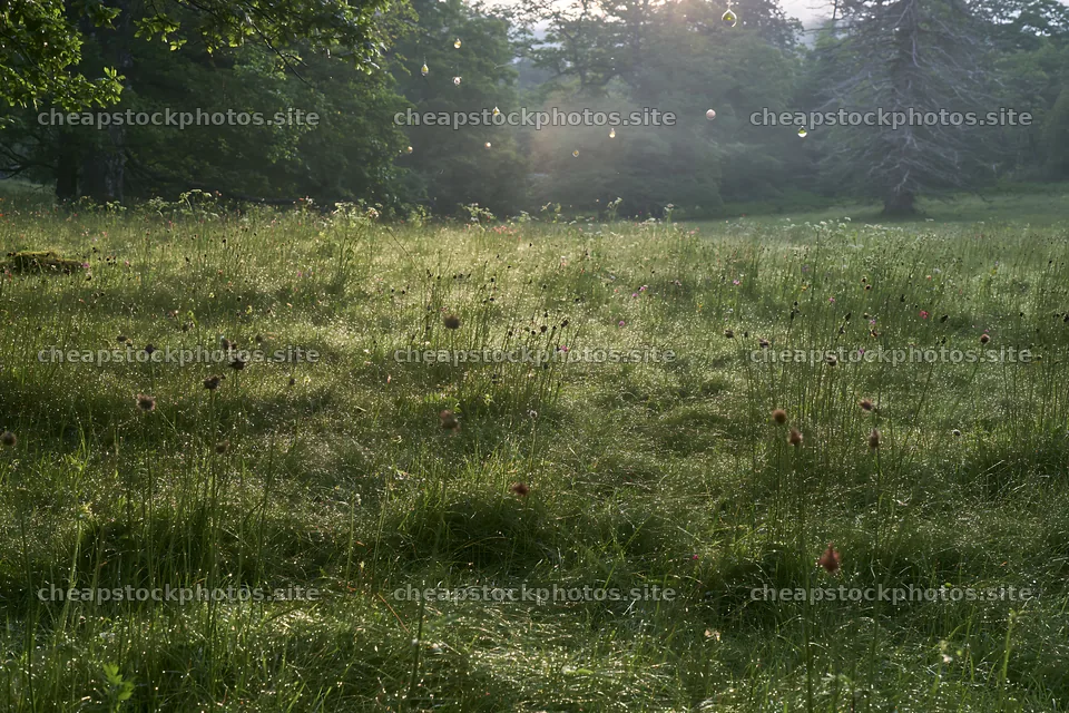 Spring meadow recovery with light and stones for Christmas – stock photos 9722x6480