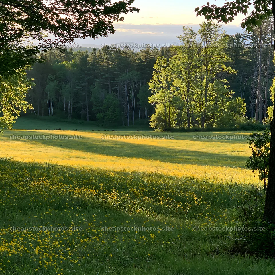 Bright buttercup meadow under evening light – stock photos 7938x7938