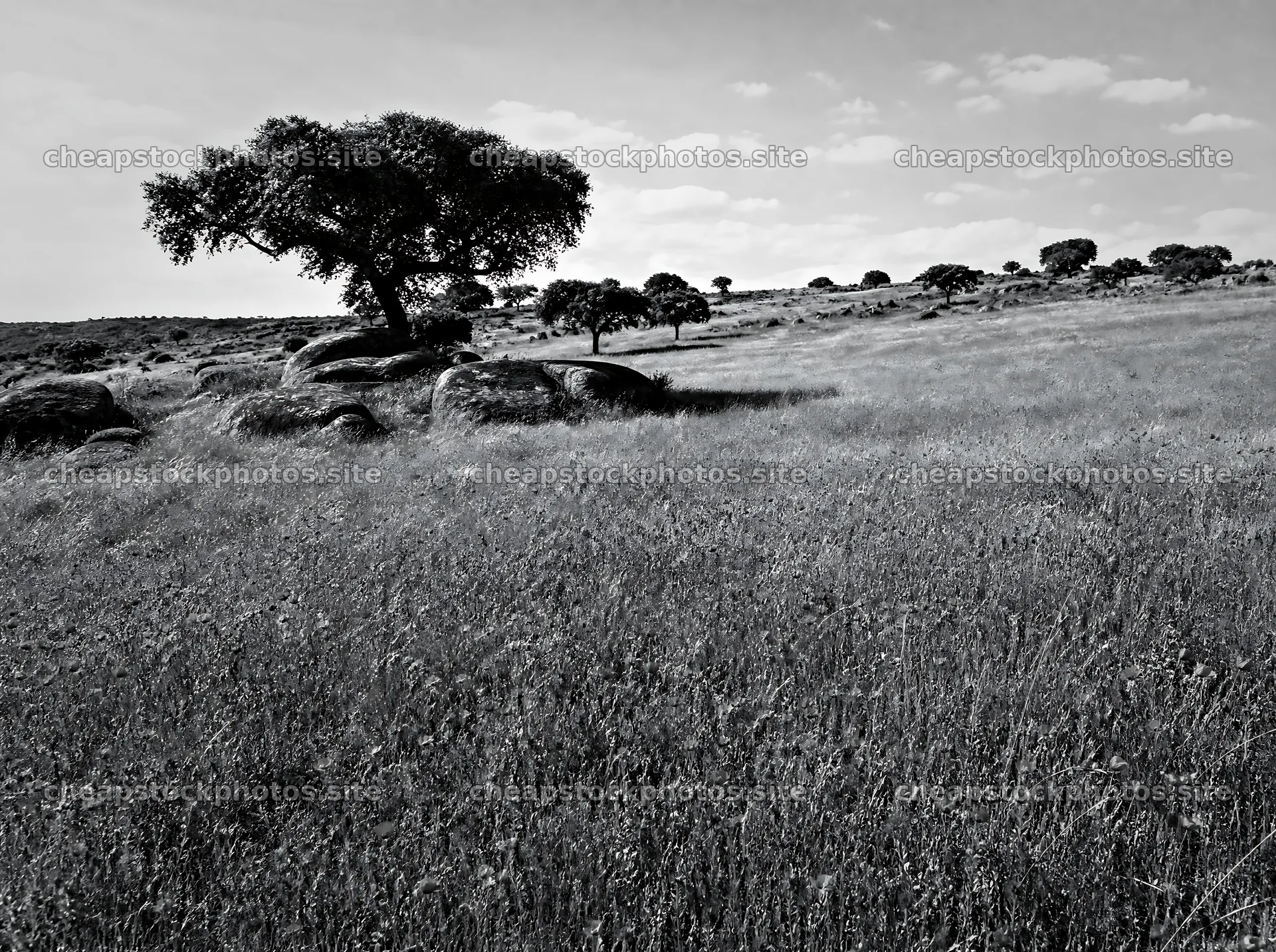 Rewilding meadow with wildflowers and trees in open landscape – stock photos 9186x6858