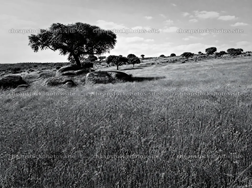 Rewilding meadow with wildflowers and trees in open landscape – stock photos 9186x6858