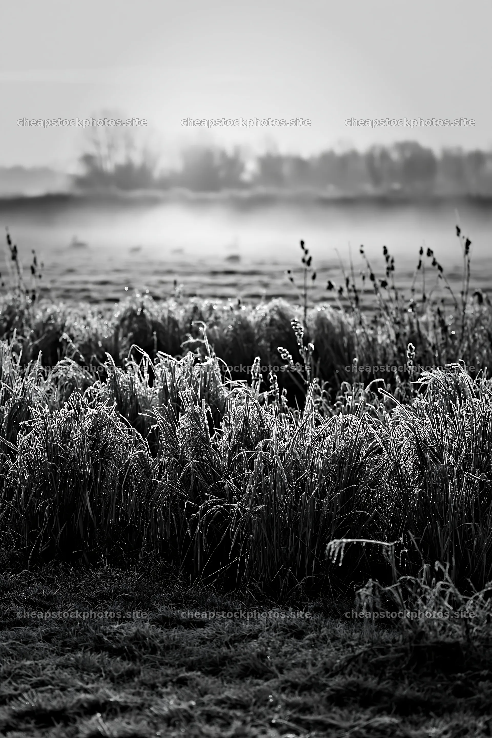Frosty meadow at sunrise in black and white – stock photos 6480x9722
