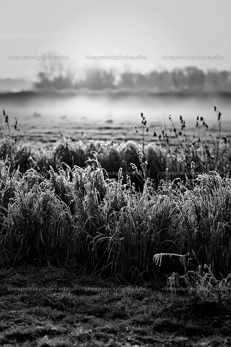 Frosty meadow at sunrise in black and white – stock photos 6480x9722