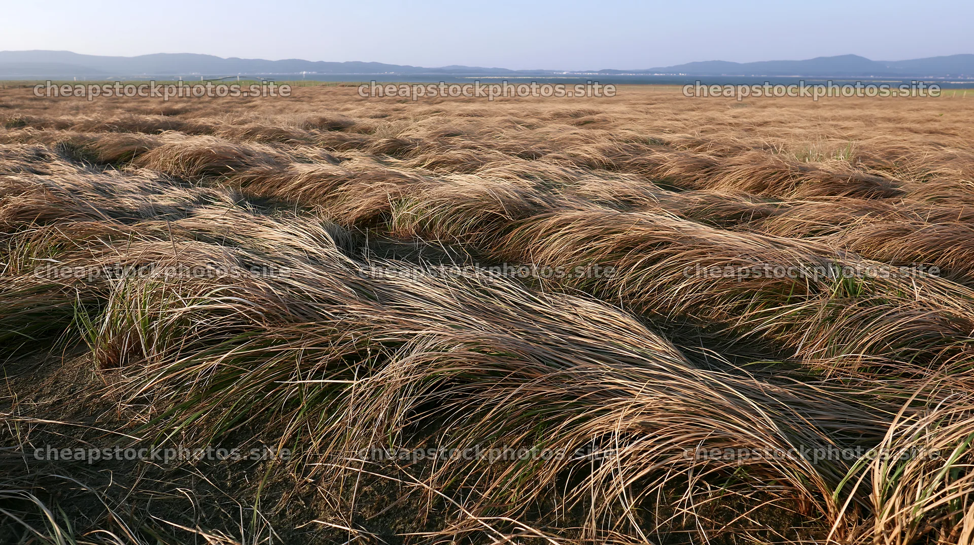 Tottori windy meadow with dune grasses swaying in the wind – stock photos 10608x5938