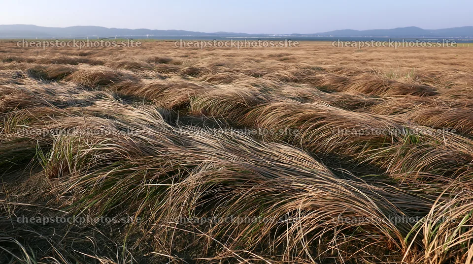Tottori windy meadow with dune grasses swaying in the wind – stock photos 10608x5938