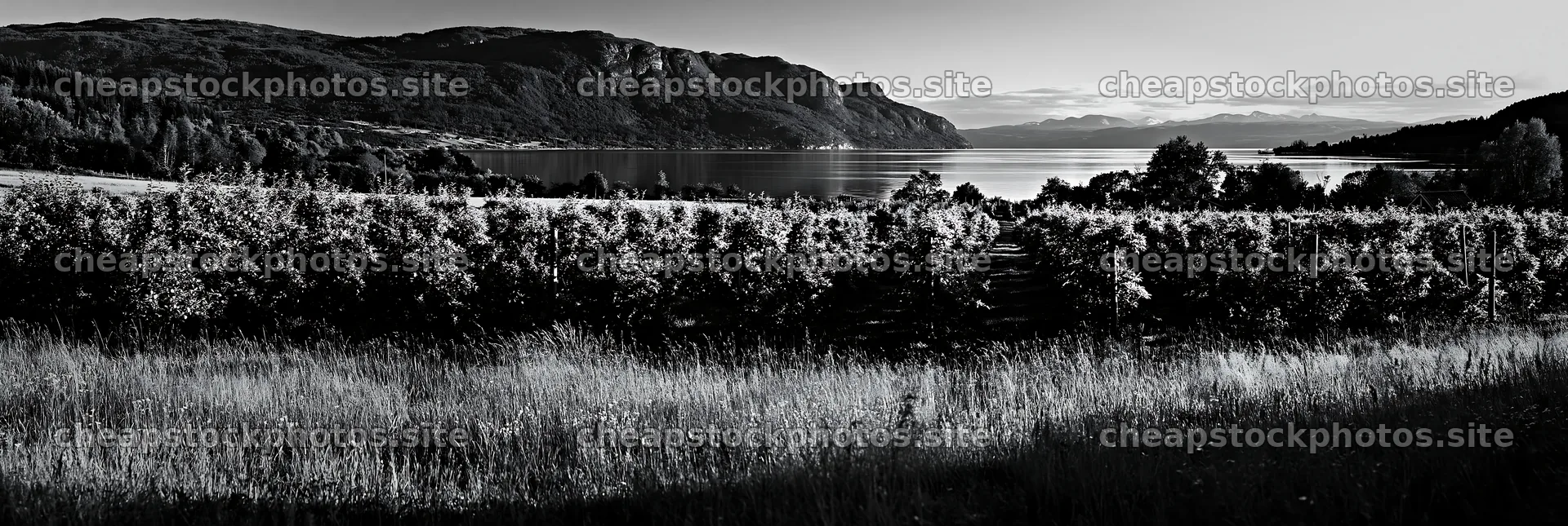 Fjord orchard meadow with hills and water in black and white – stock photos 13690x4602