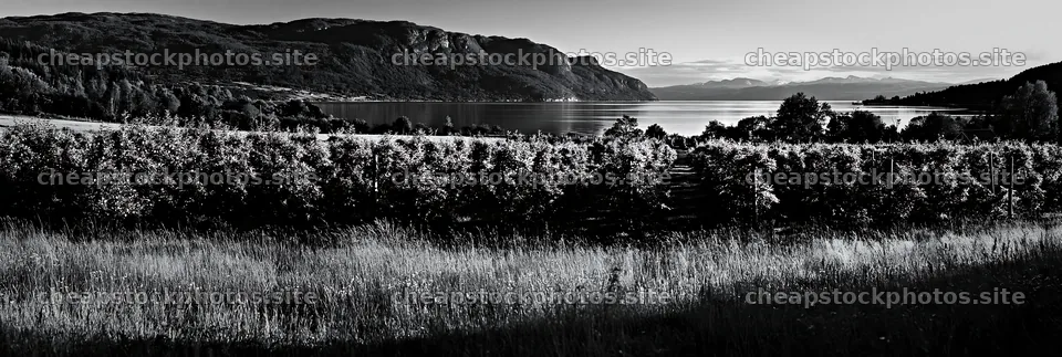 Fjord orchard meadow with hills and water in black and white – stock photos 13690x4602