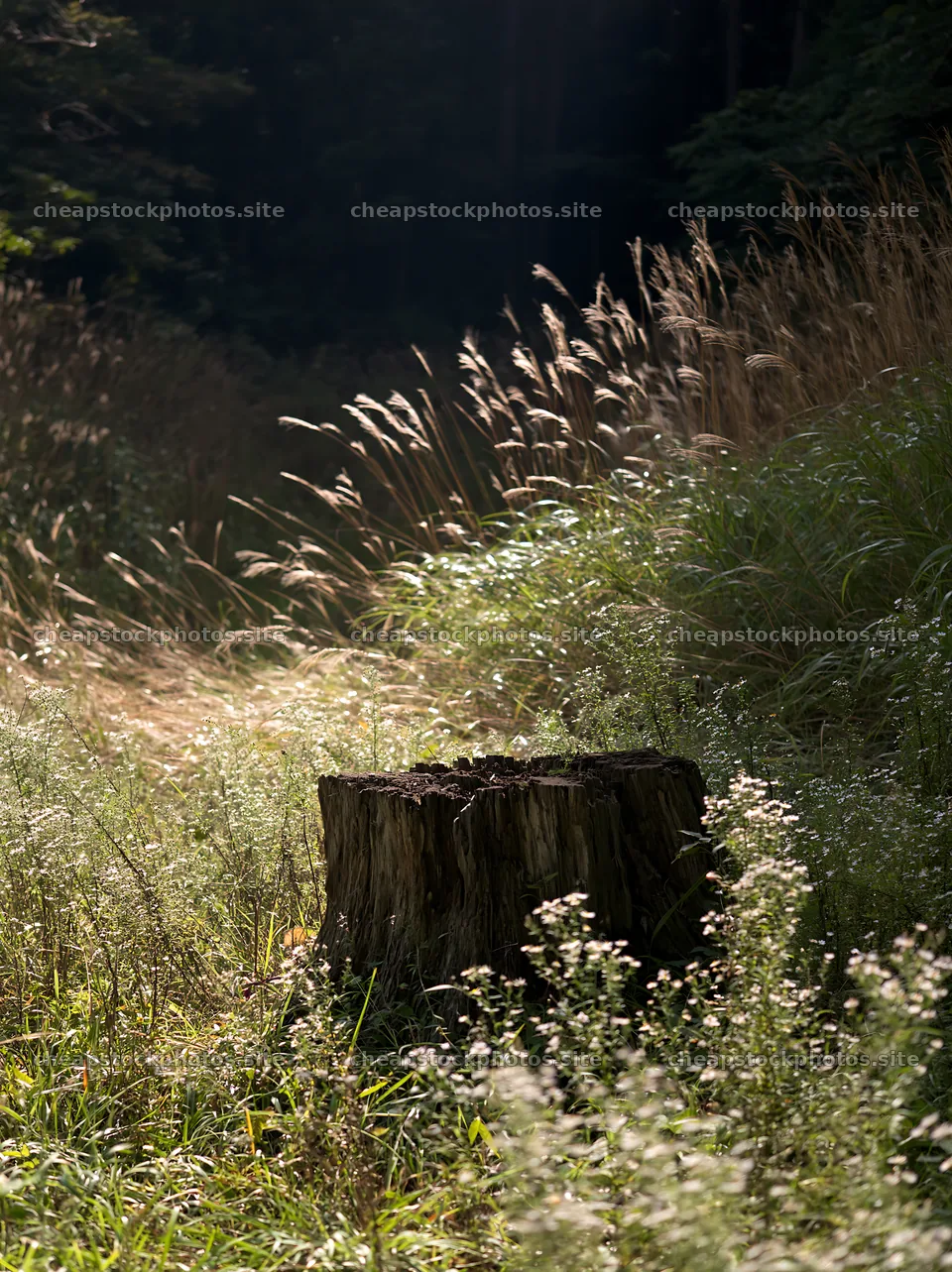 Fukushima native meadow with weathered stump – stock photos 6866x9174