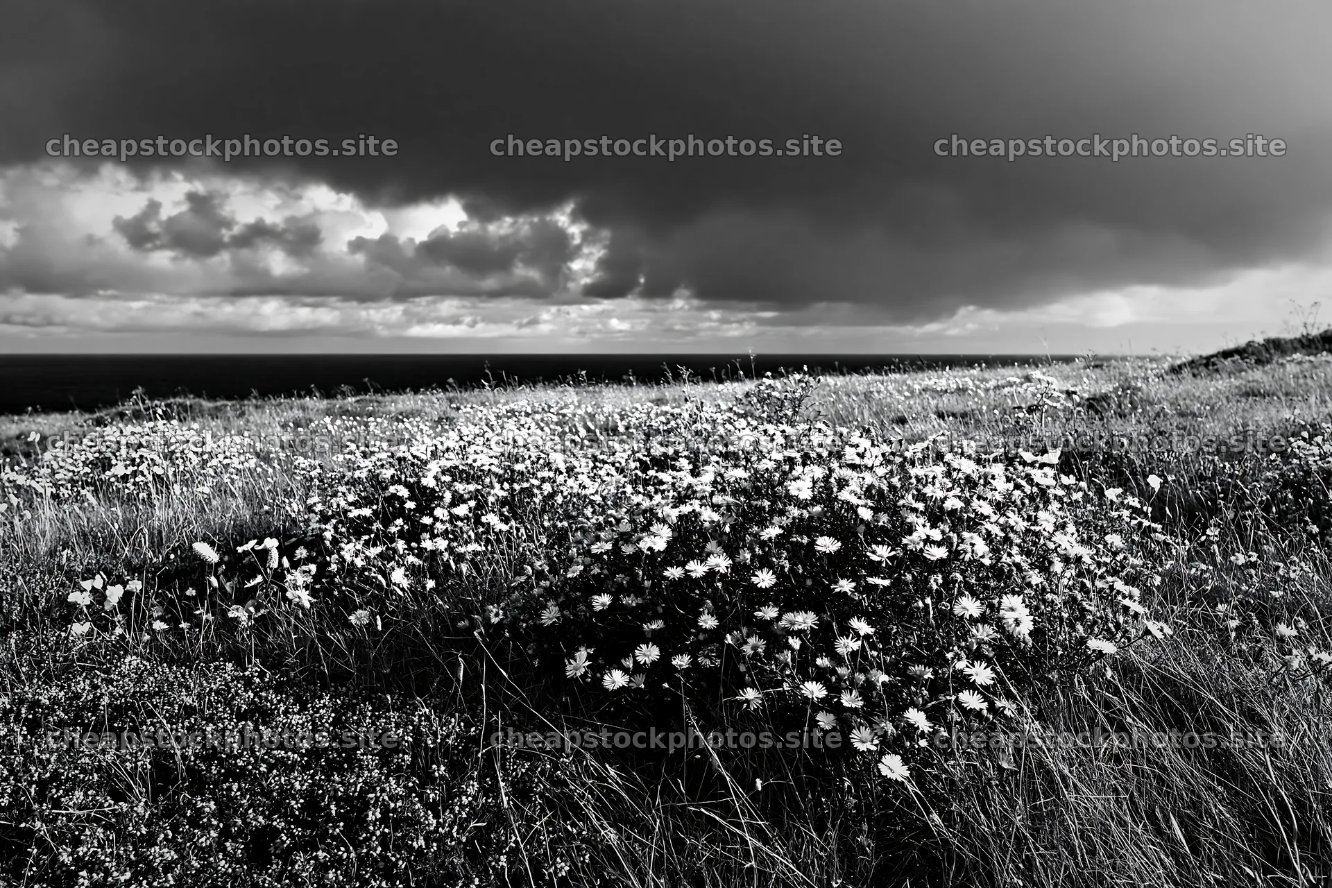 Colorful aster meadow under a cloudy sky by the sea – stock photos 9722x6480