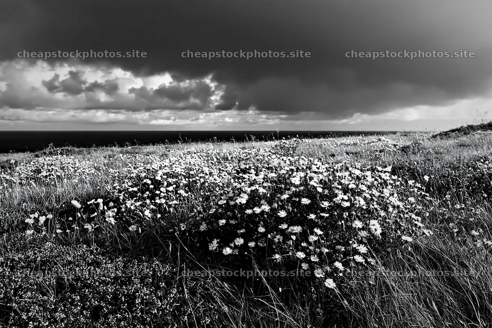 Colorful aster meadow under a cloudy sky by the sea – stock photos 9722x6480
