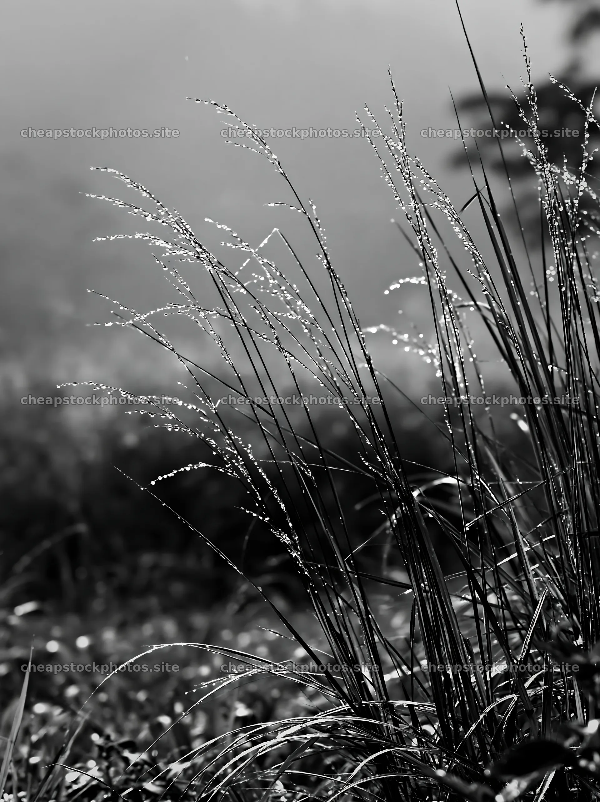 Kochi monsoon meadow rain beaded grasses glisten in sunlight – stock photos 6866x9174