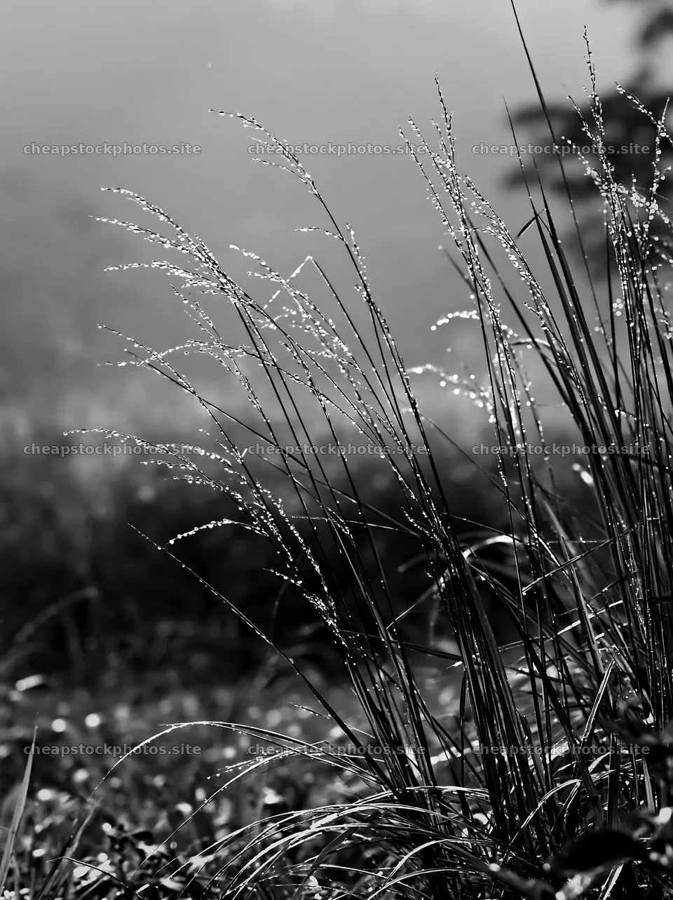 Kochi monsoon meadow rain beaded grasses glisten in sunlight – stock photos 6866x9174