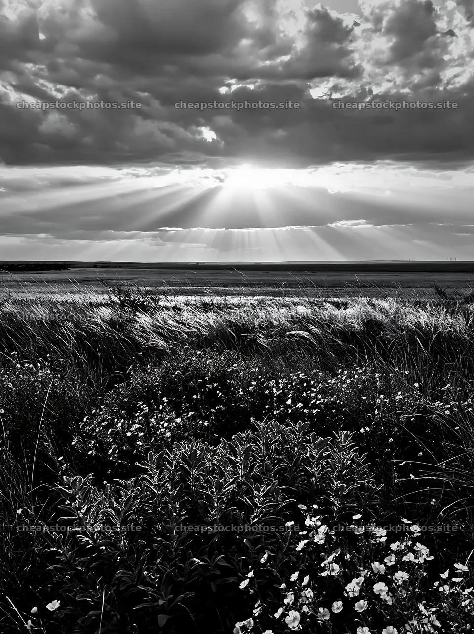 Crepuscular rays shine over a meadow with flowers – stock photos 6866x9174