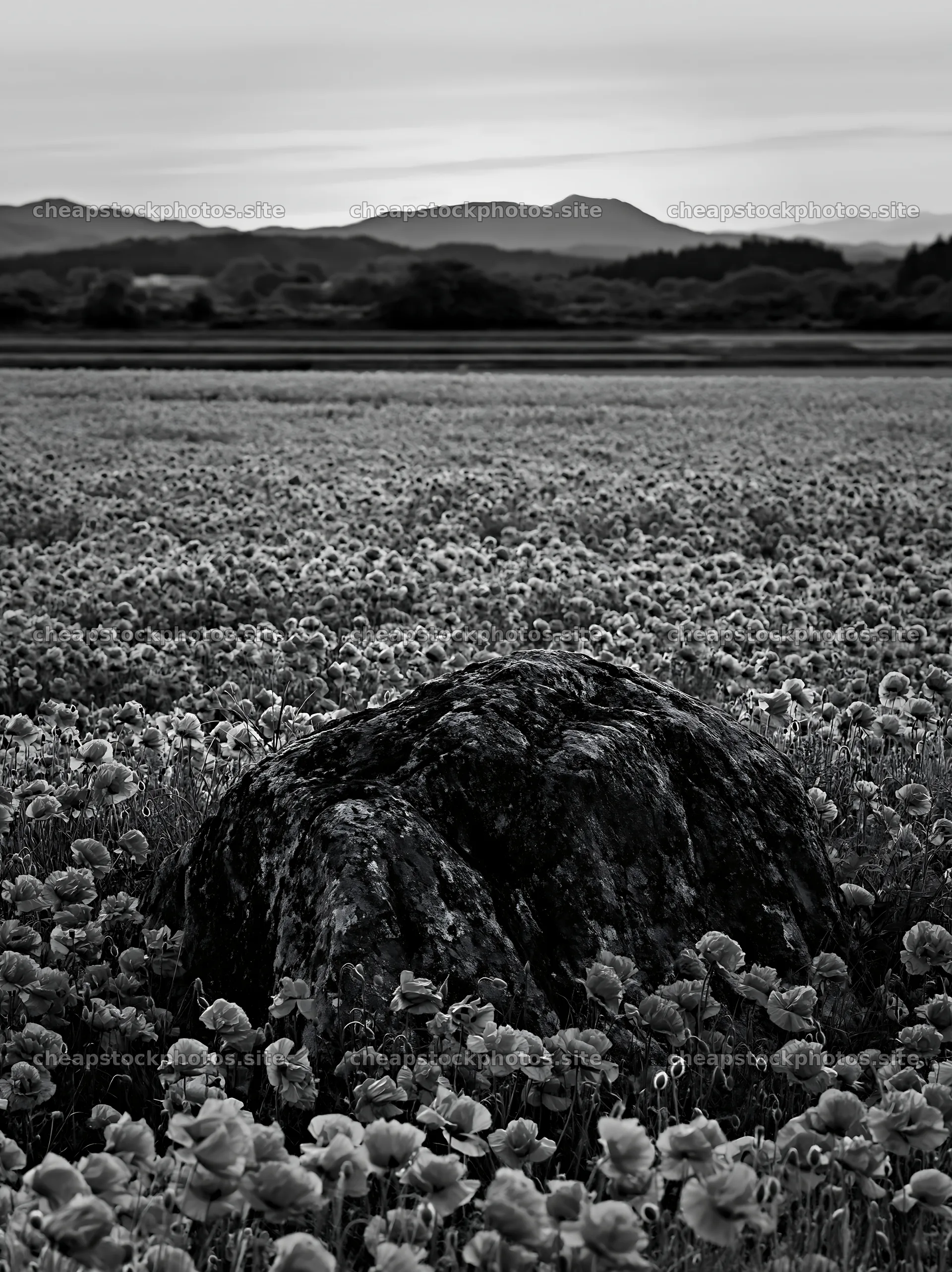 Miyagi spring recovery meadow mossy stone at sunset – stock photos 6866x9174
