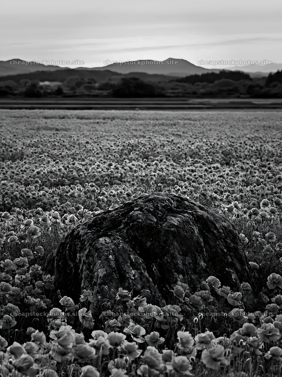 Miyagi spring recovery meadow mossy stone at sunset – stock photos 6866x9174
