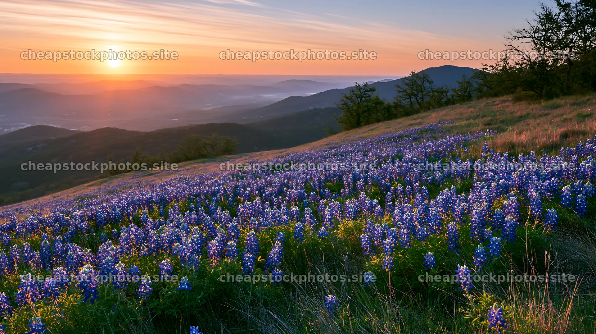 Bluebonnet meadow at sunrise with mountains in the background – stock photos 10608x5938