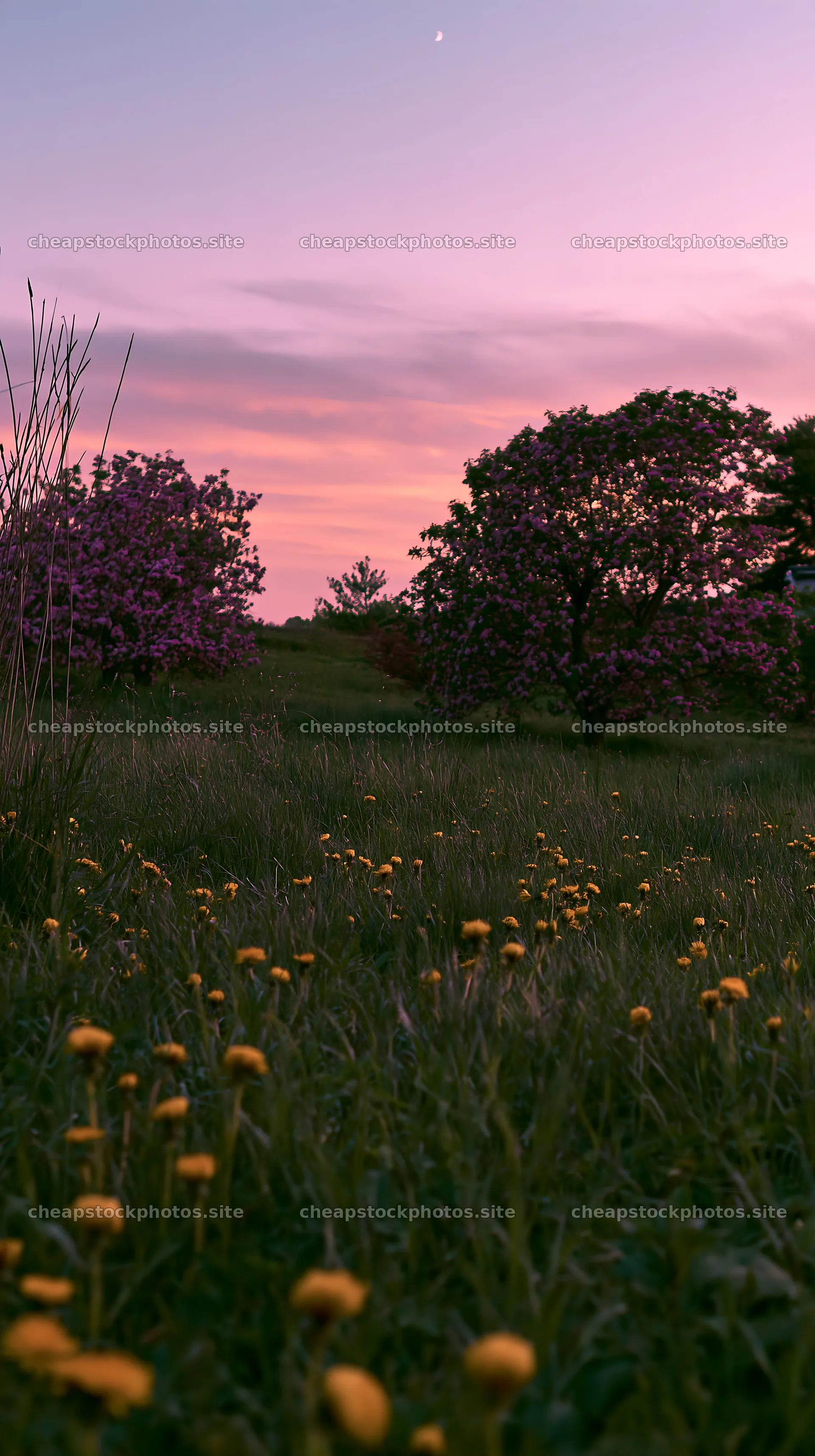 Dandelions and flowering trees in an orchard at sunset – stock photos 5938x10608