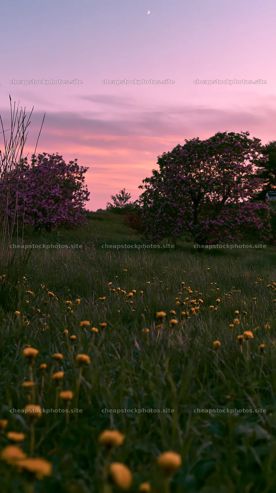 Dandelions and flowering trees in an orchard at sunset – stock photos 5938x10608