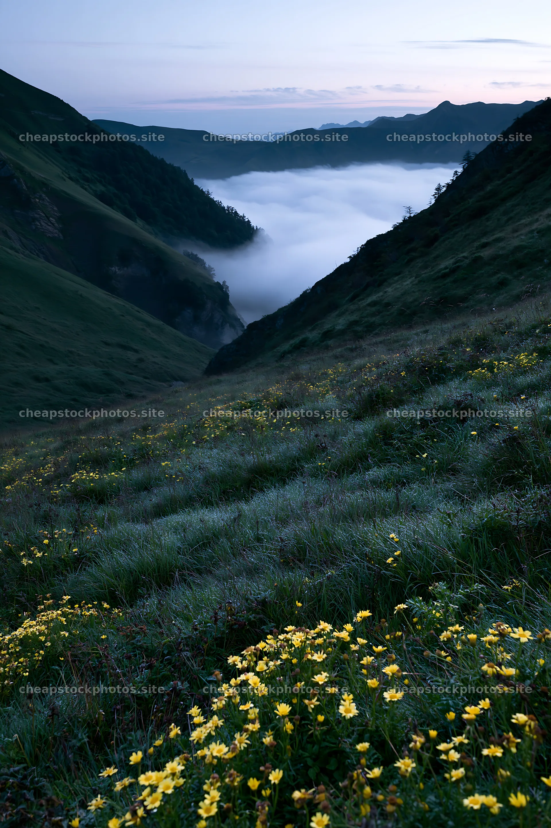 Dew-covered meadow with flowers in a valley at dawn – stock photos 6480x9722