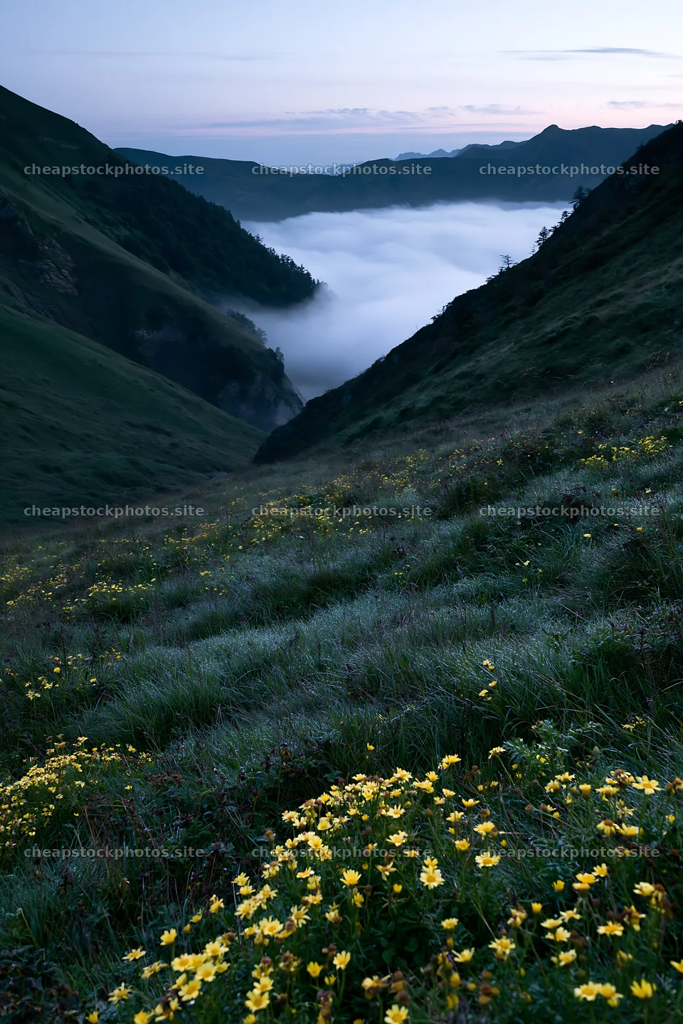 Dew-covered meadow with flowers in a valley at dawn – stock photos 6480x9722