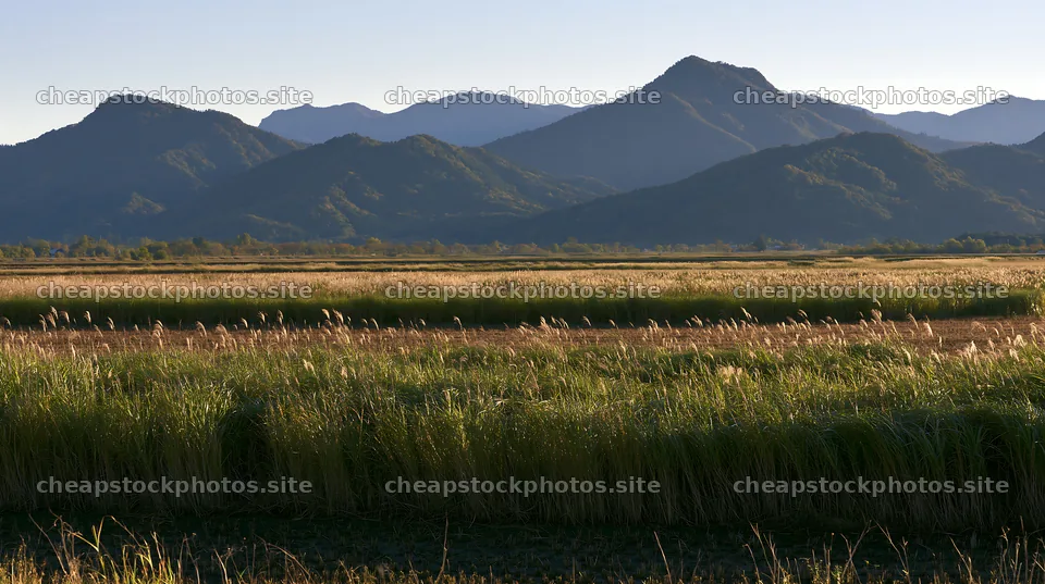 Shiga wetland meadow climate adaptation reeds with mountains – stock photos 10608x5938