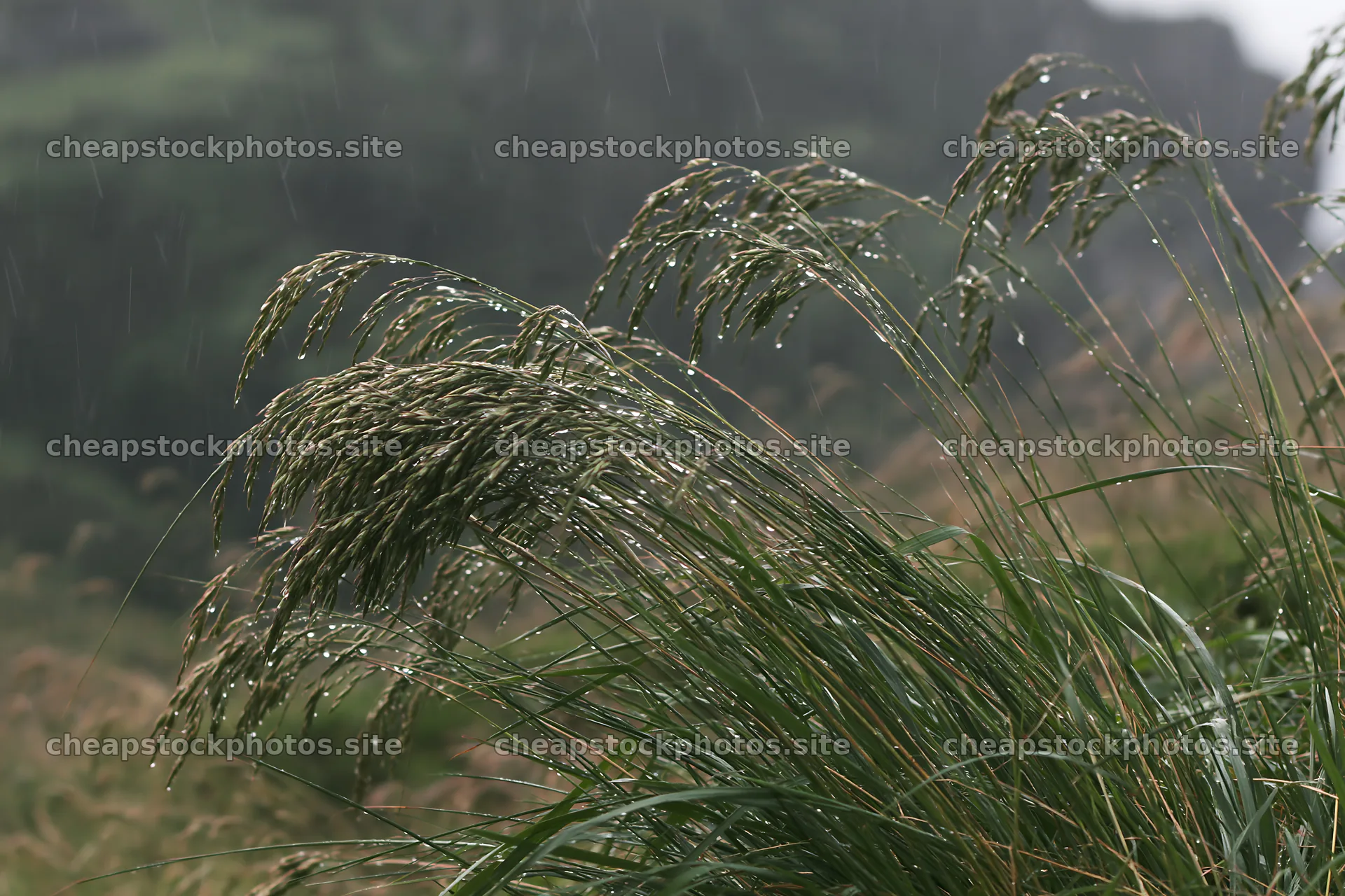 Grass seedheads swaying in rainfall on a meadow – stock photos 9722x6480