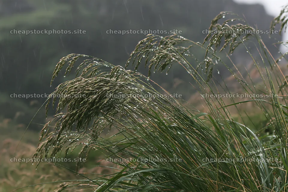 Grass seedheads swaying in rainfall on a meadow – stock photos 9722x6480