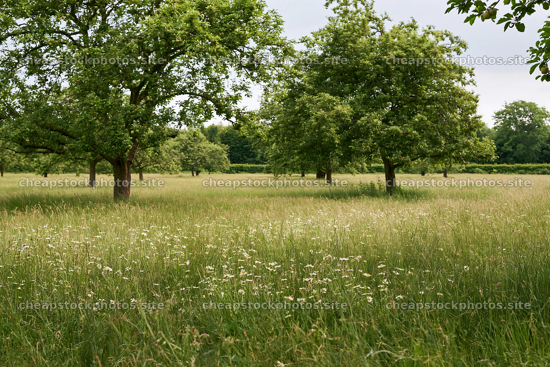 Daisy apple meadow under cloudy sky in rural landscape – stock photos 9722x6480