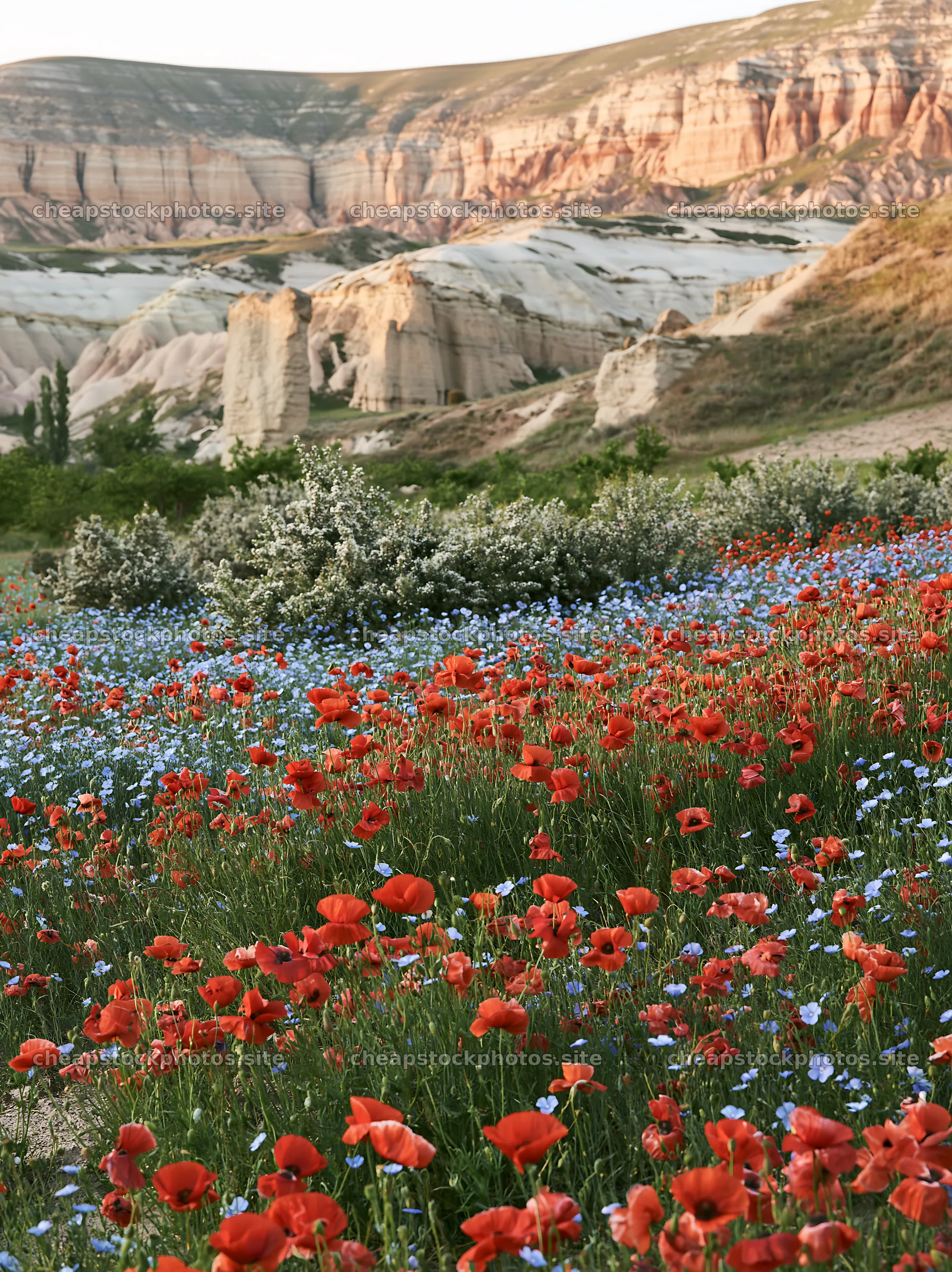 Poppy flax meadow with mountains in the background during sunset – stock photos 6866x9174