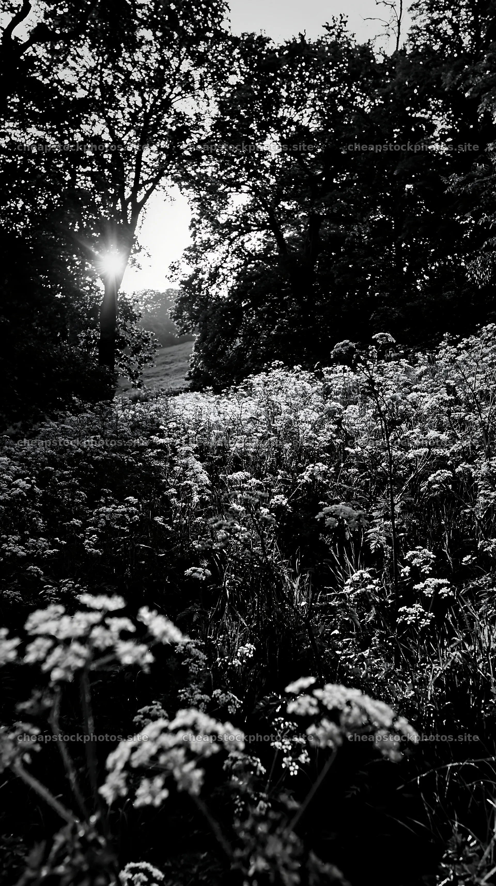 Cow parsley meadow with sunlight filtering through trees – stock photos 5938x10608
