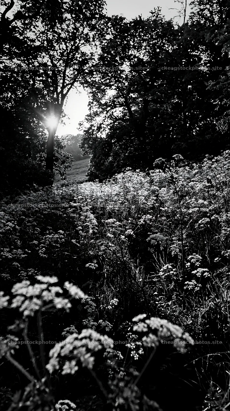 Cow parsley meadow with sunlight filtering through trees – stock photos 5938x10608