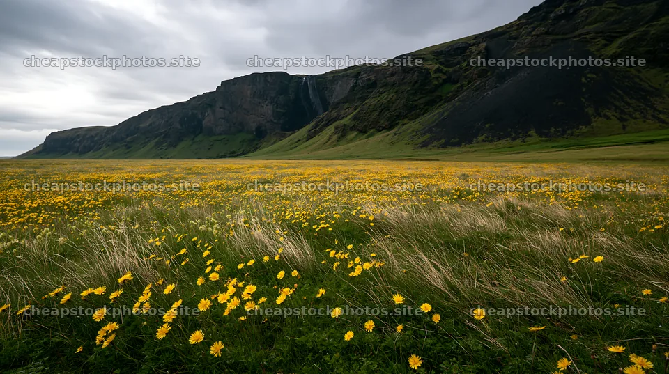 Flowering meadow with mountain falls in background – stock photos 10608x5938